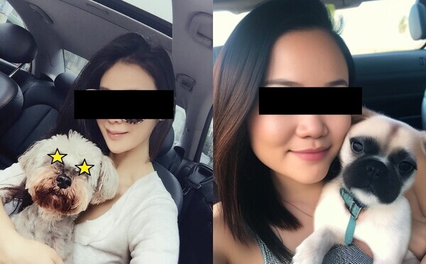 좌측) 일반적인 돼지도살 사기 사진, 우측) 유사해보이지만  AI 소프트웨어 Midjourney를 이용해 게시용으로 만든 사진